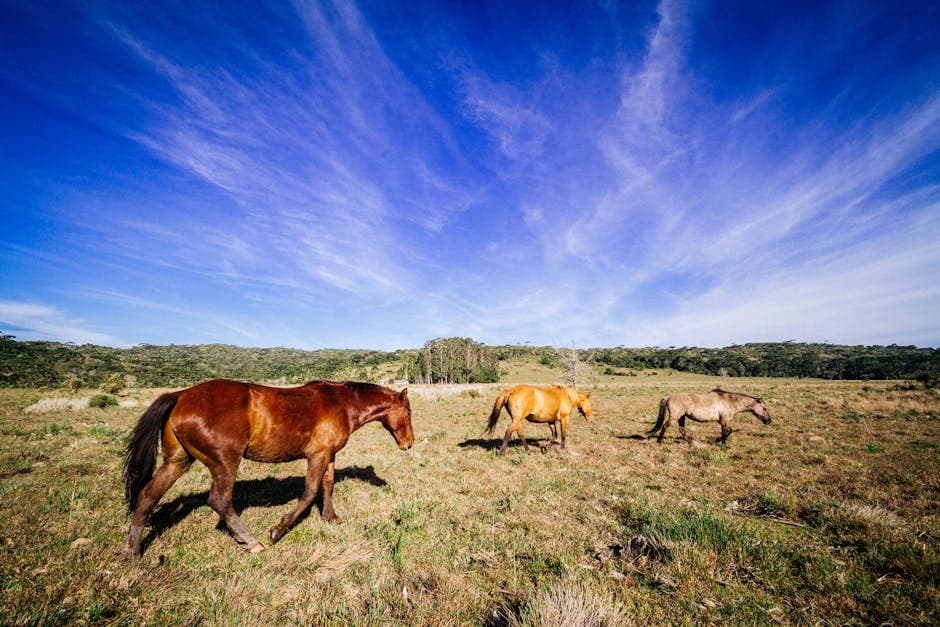 Grand Equine Lodge visual inspiration with velvet