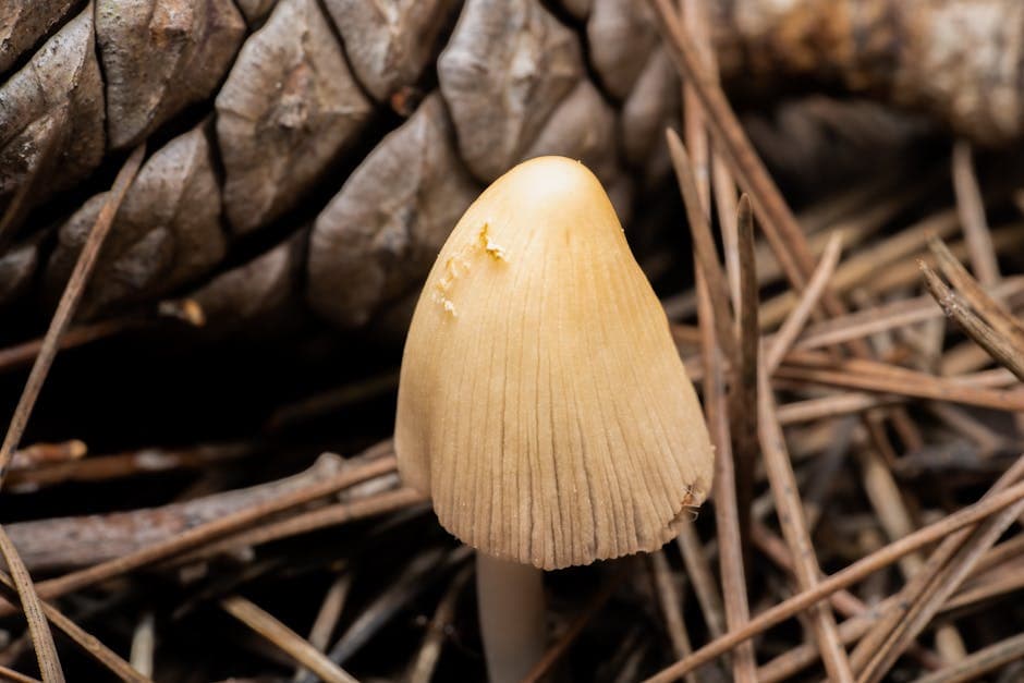 Mushroom Modern aesthetic idea with wood